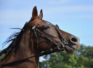 What is the maximum number of horses allowed to compete in the Grand National steeplechase?  